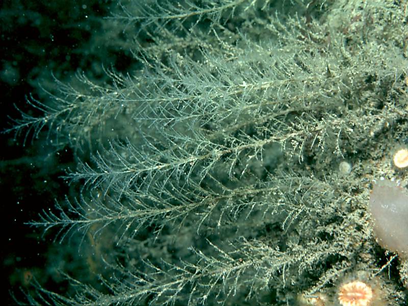 Halecium plumosum